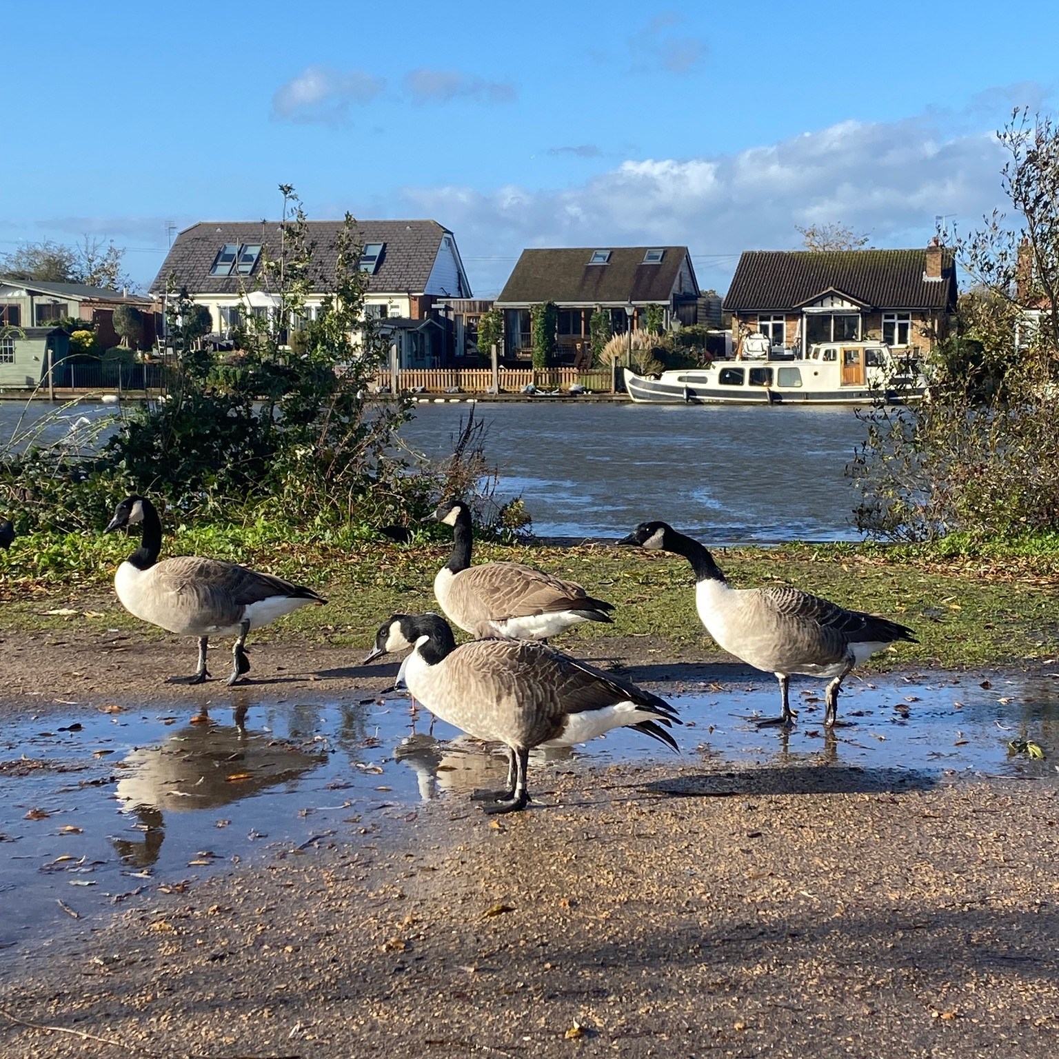 Ducks and geese on bank of Thames River in Weybridge UK.

