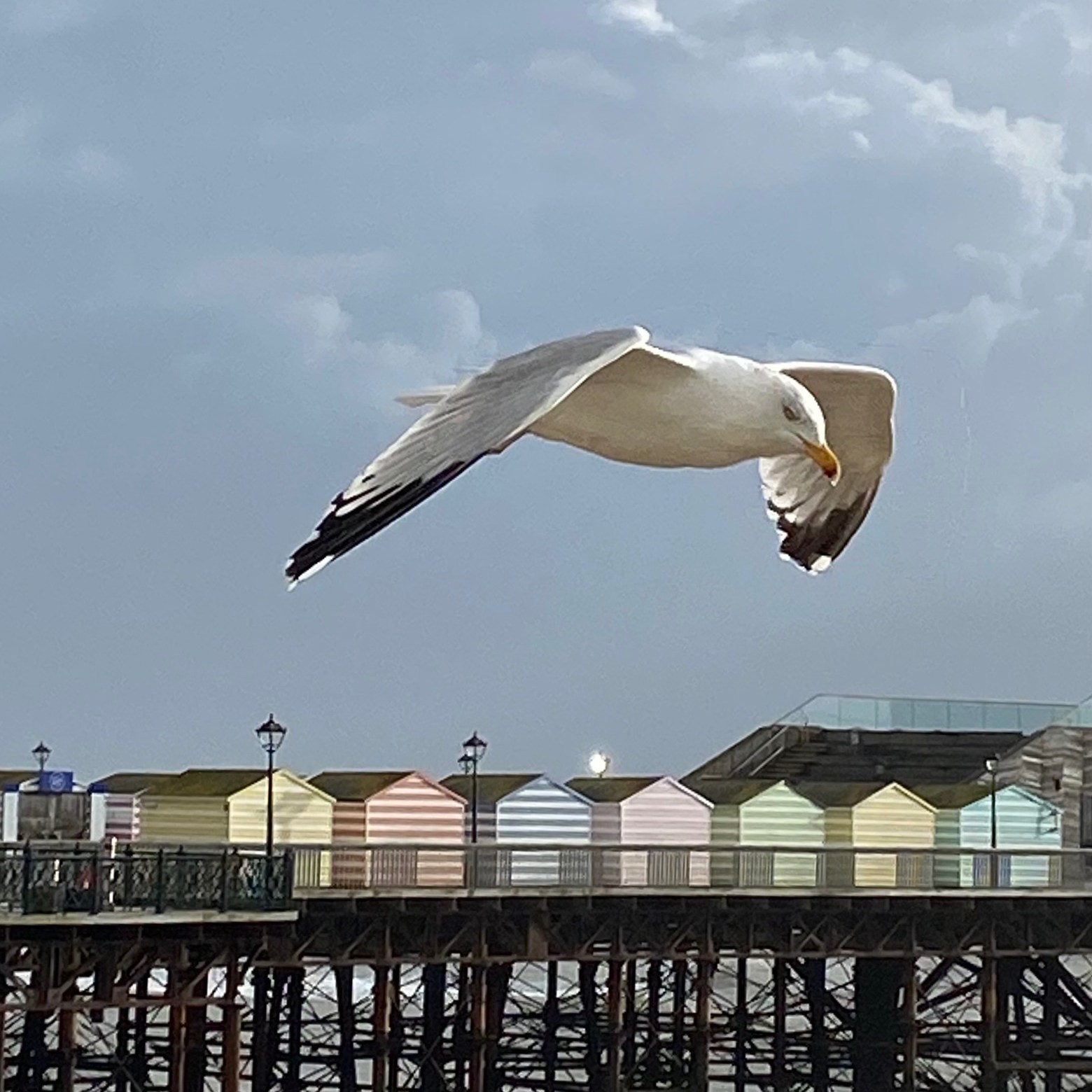 Seagull in flight with beach huts in background, Hastings, English Channnel