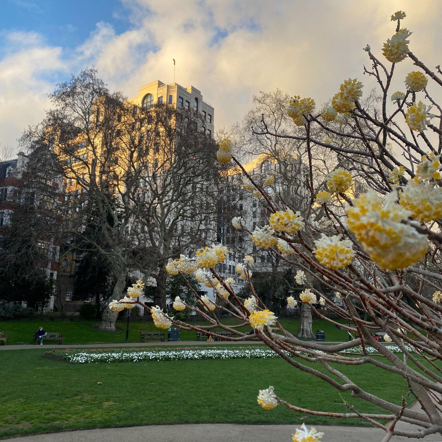 Whitehall Gardens in London in bloom with spring blossoms. 