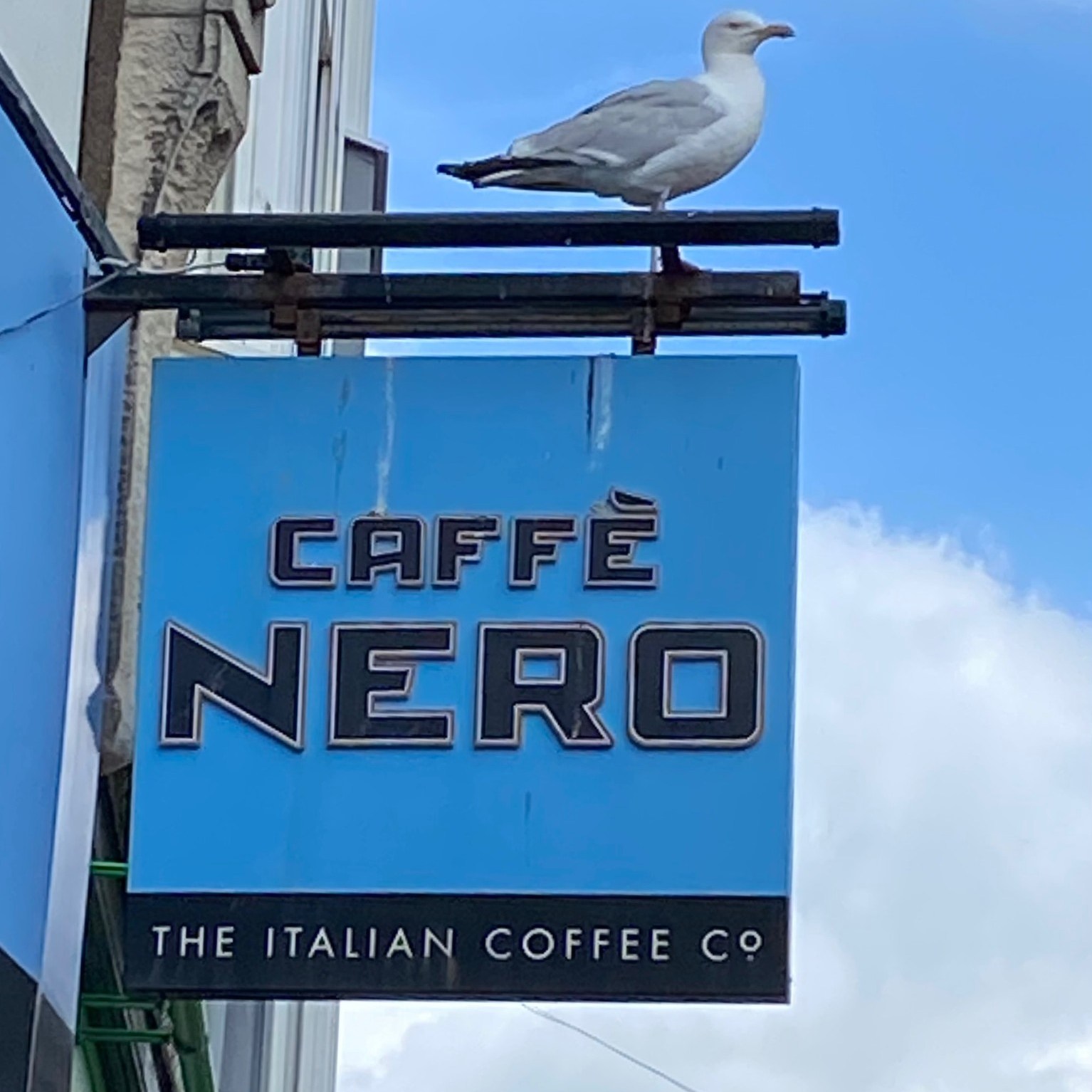 Seagull perched atop Cafe Nero sign. Hastings UK