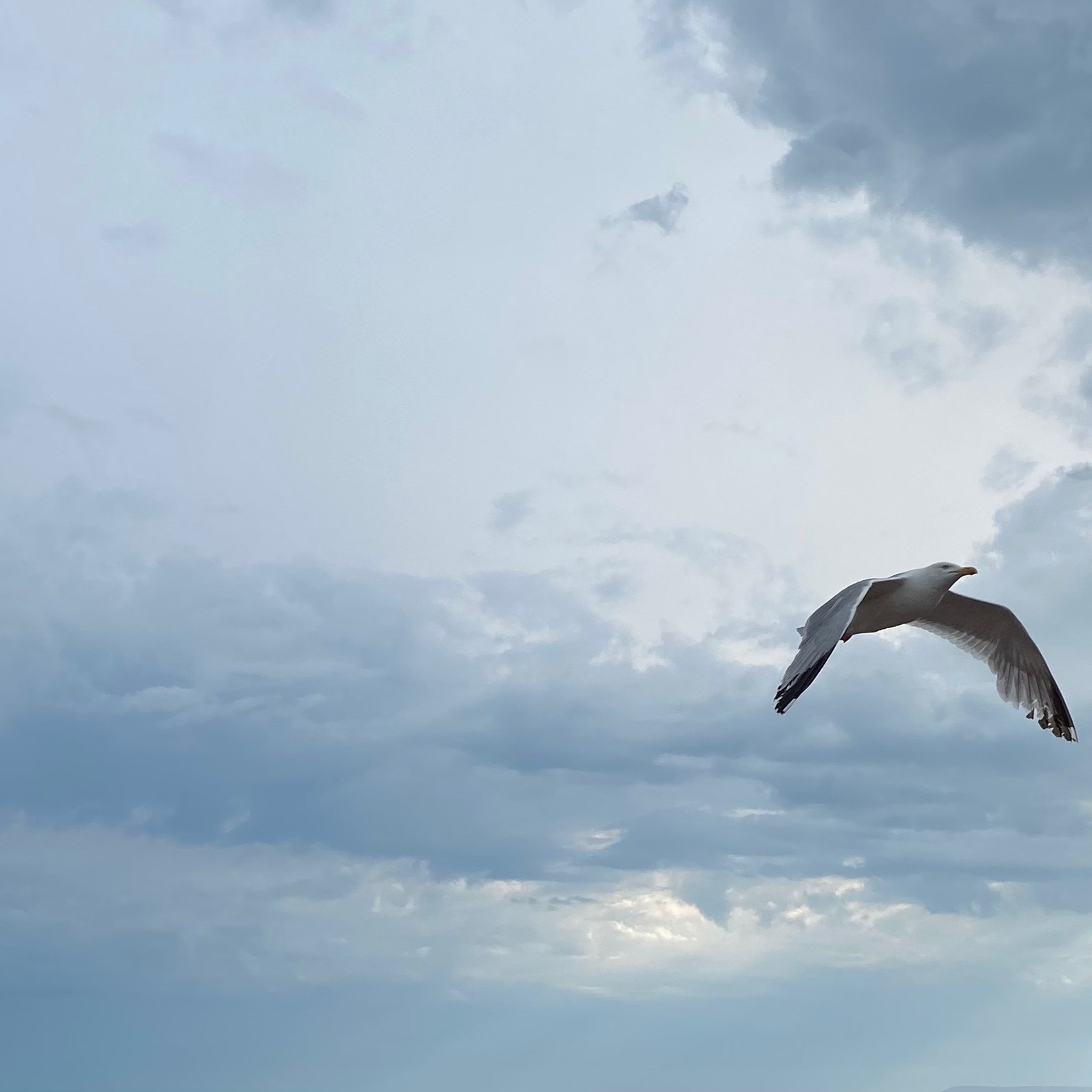 Seagull against backdrop of clouds and sky